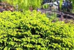 Fågelbogran 'Nidiformis' Krukodlad
