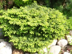 Fågelbogran 'Nidiformis' Krukodlad