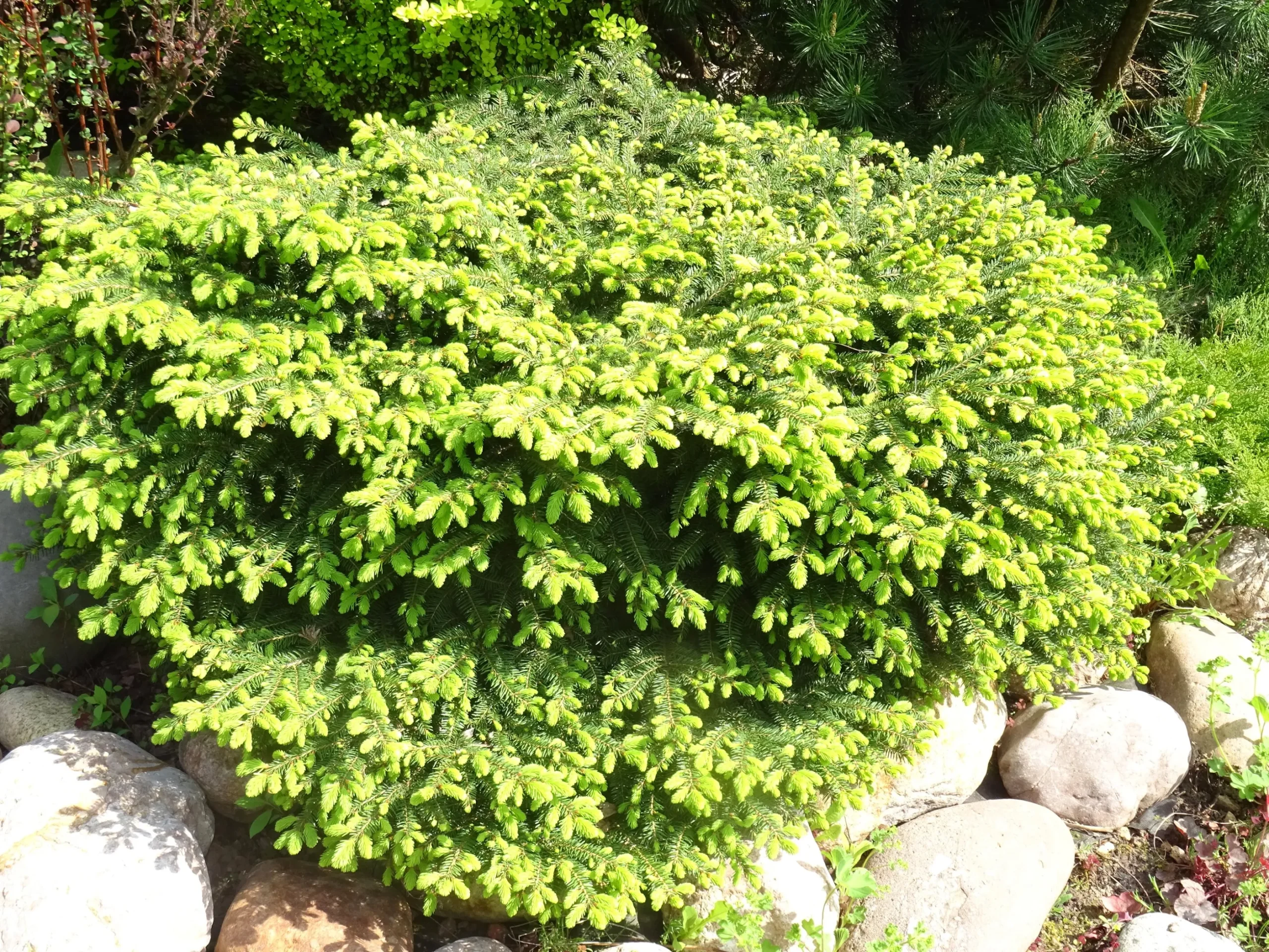 Fågelbogran 'Nidiformis' Krukodlad