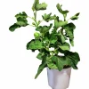 Fikon Busk lat. Ficus carica