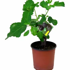 Fikon Busk lat. Ficus carica