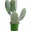 Fikonkaktus lat. Opuntia Ficus Indica