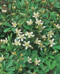 Fingerört 'Nuuk'