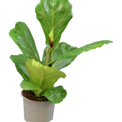 Fiolfikus lat. Ficus lyrata