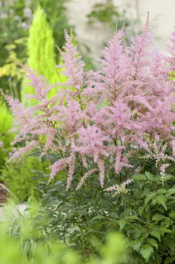 Fjäderastilbe 'Sprite'