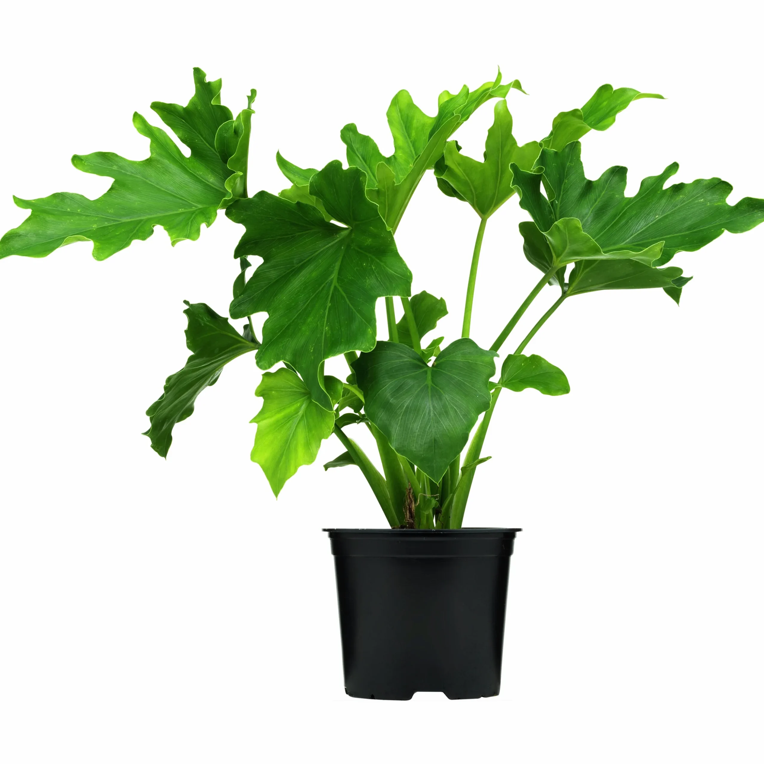 Fjäderkalla lat. Philodendron bipinnatifidum