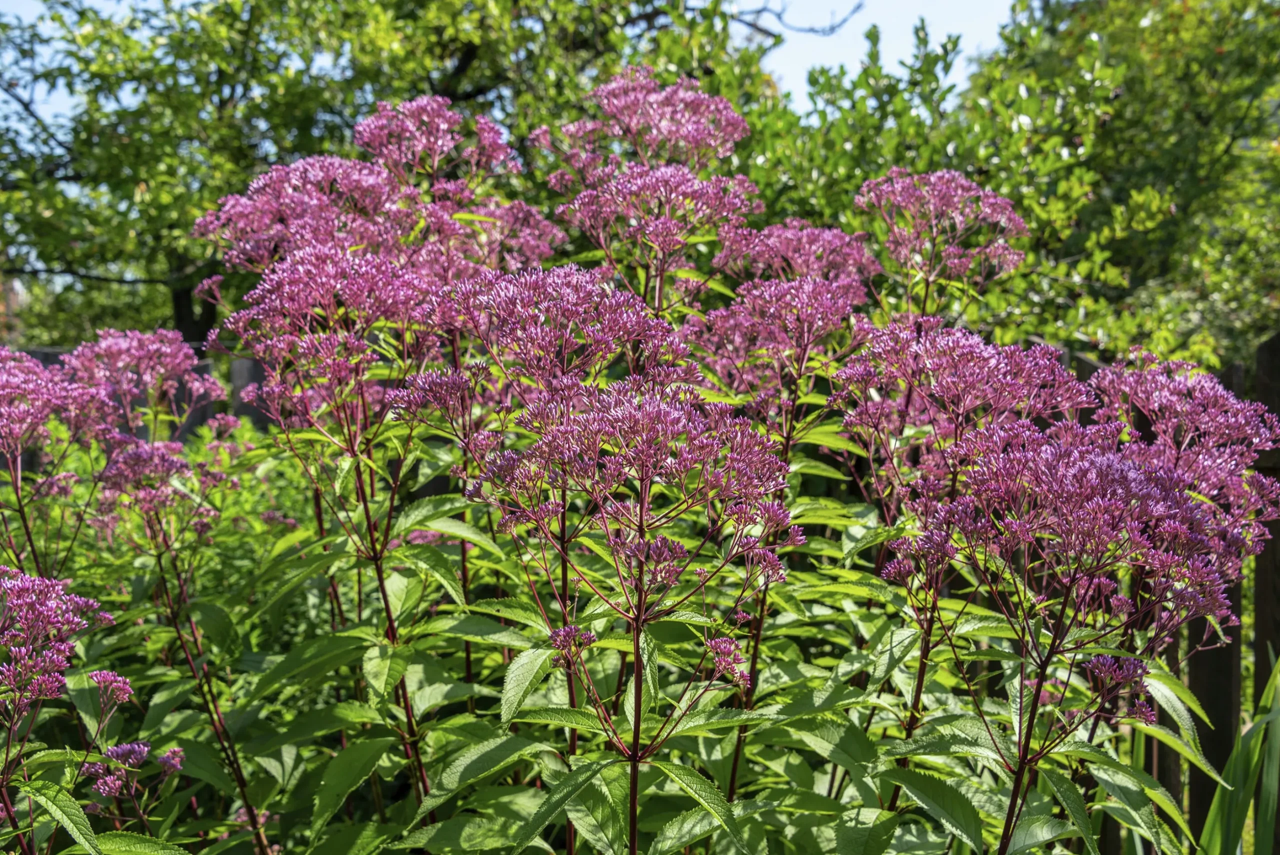 Fläckflockel 'Atropurpureum'