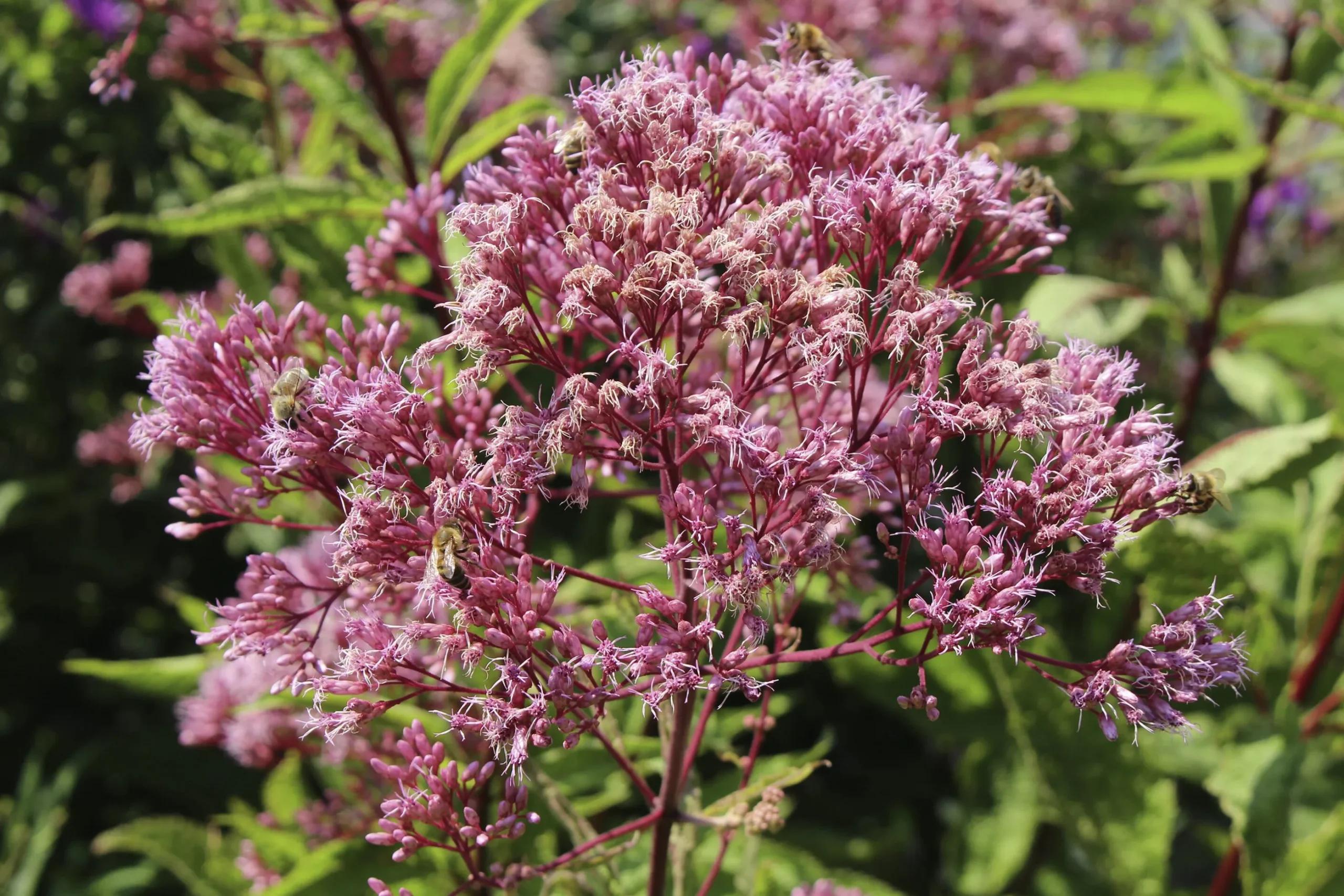 Fläckflockel 'Atropurpureum'