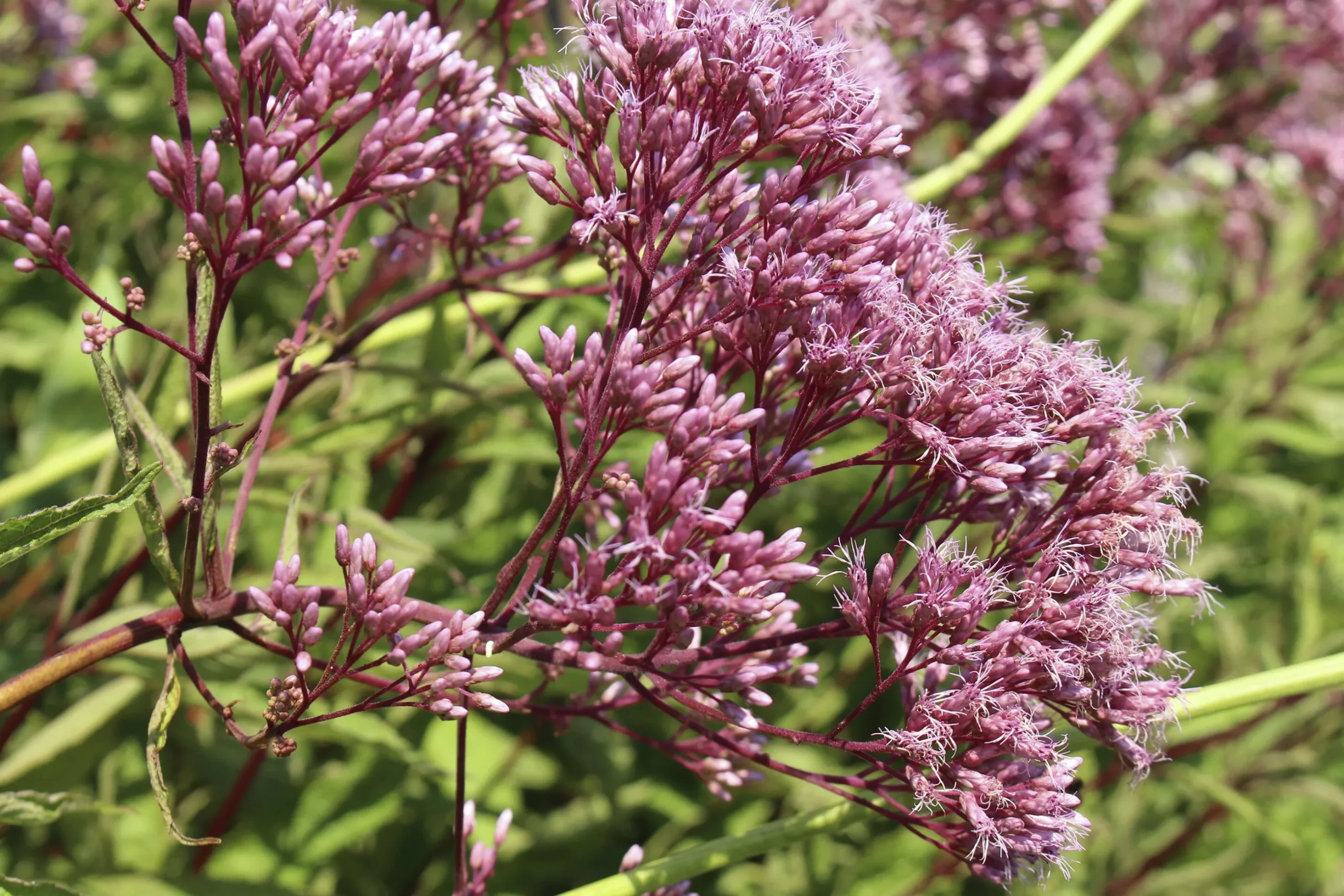 Fläckflockel 'Atropurpureum'