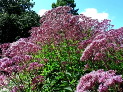 Fläckflockel 'Purple Bush'