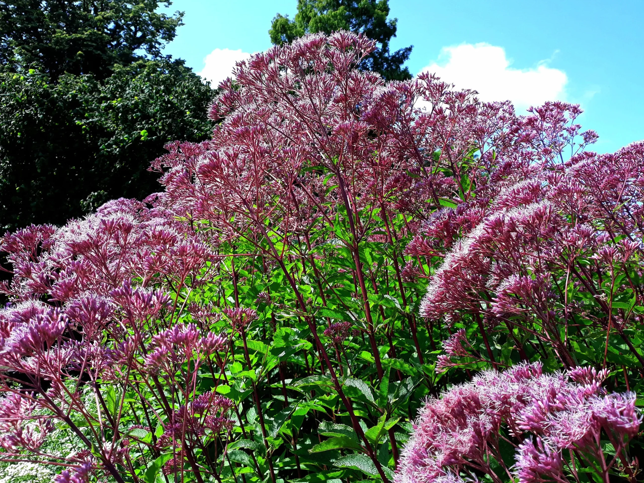 Fläckflockel 'Purple Bush'