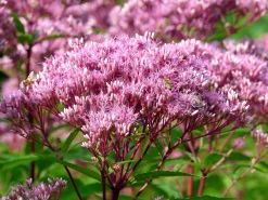 Fläckflockel 'Purple Bush'