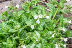 Fläckig Lungört 'Sissinghurst White'