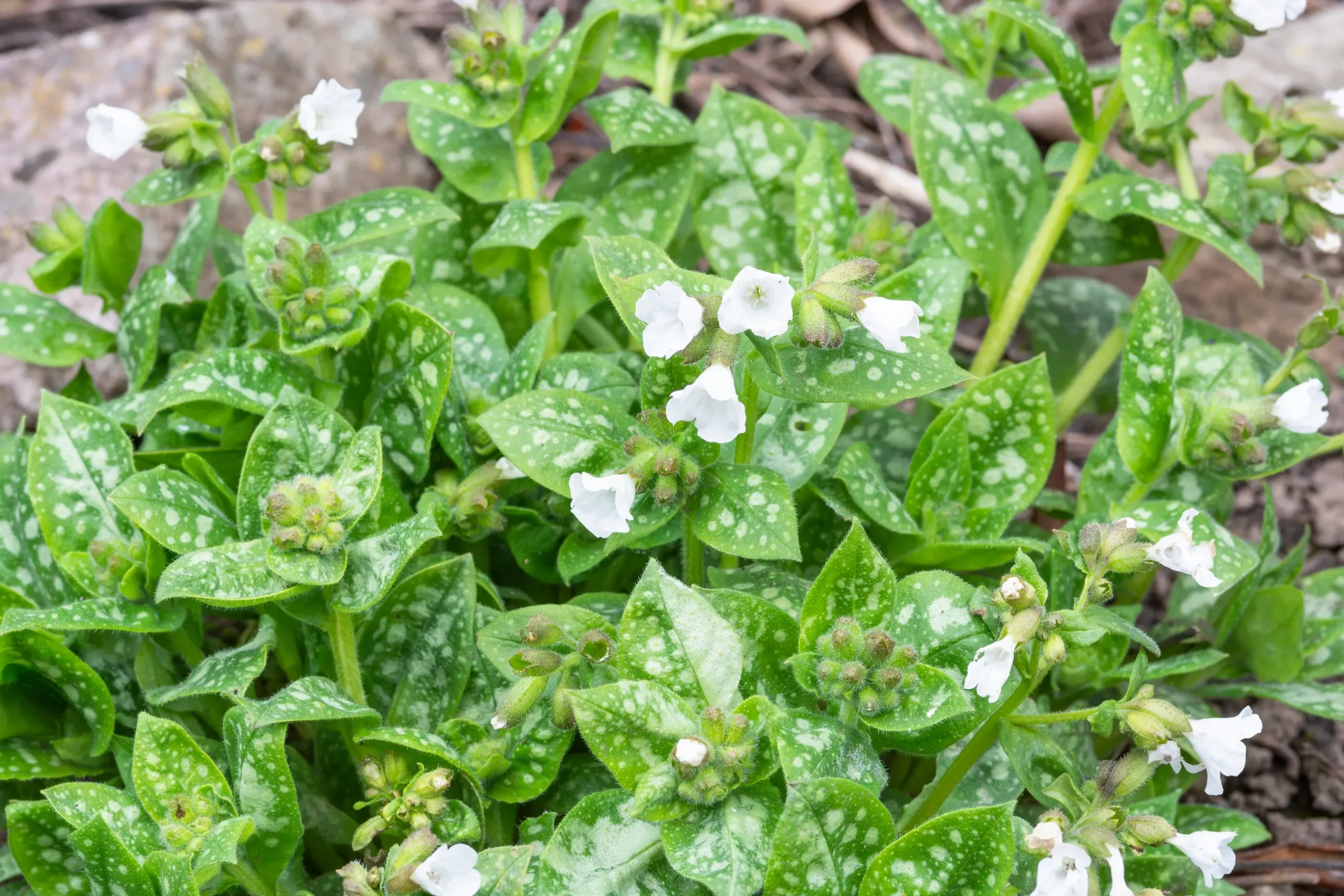 Fläckig Lungört 'Sissinghurst White'
