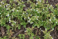 Fläckig Lungört 'Sissinghurst White'