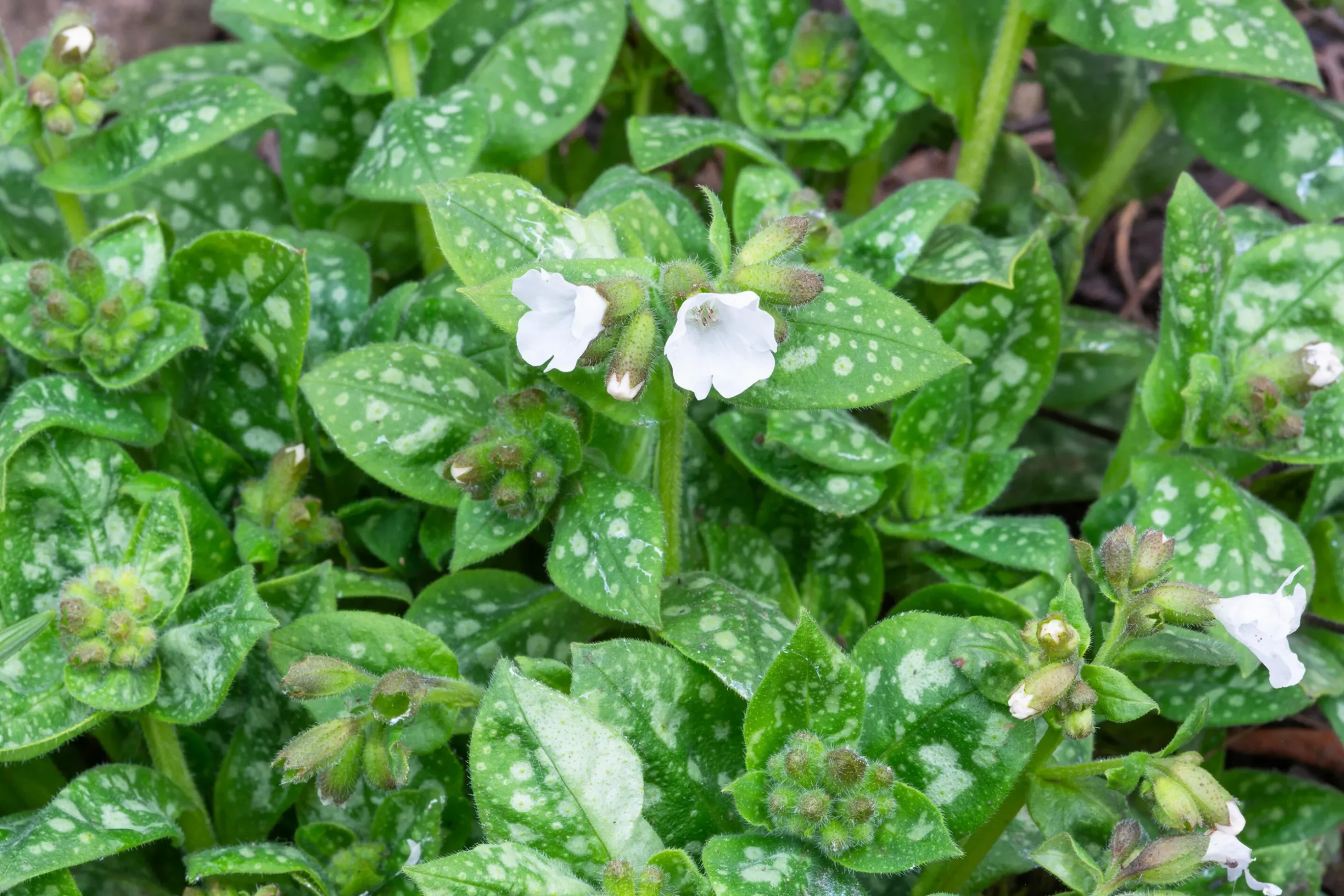 Fläckig Lungört 'Sissinghurst White'
