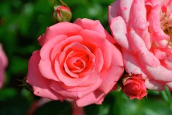 Flerblommig Buskros 'Bella Rosa' 'Korwonder' Barrotad
