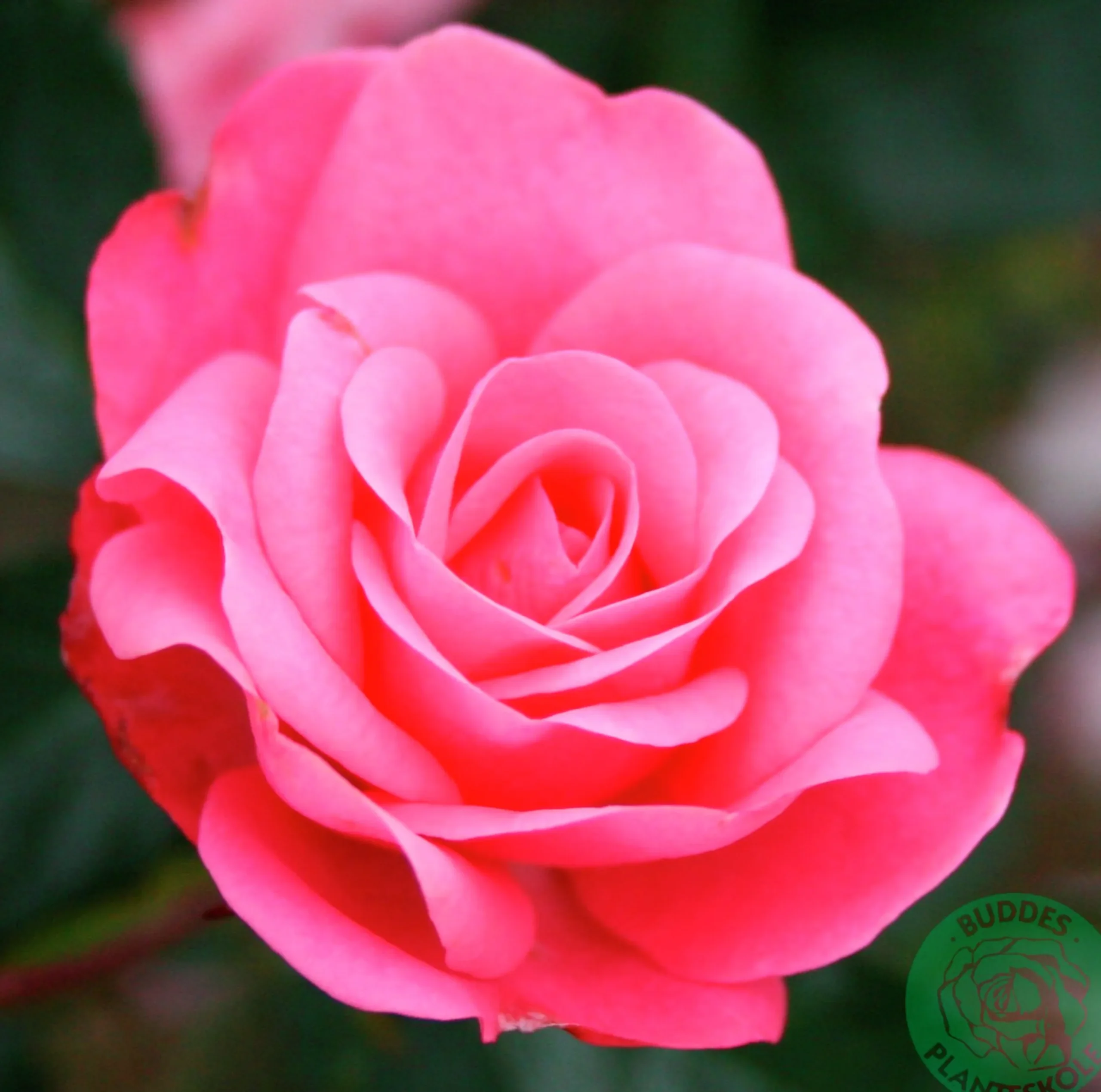Flerblommig Buskros 'Bella Rosa' 'Korwonder' Barrotad