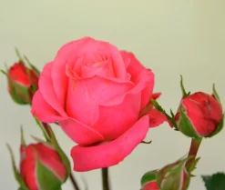 Flerblommig Buskros 'Bella Rosa' 'Korwonder' Barrotad
