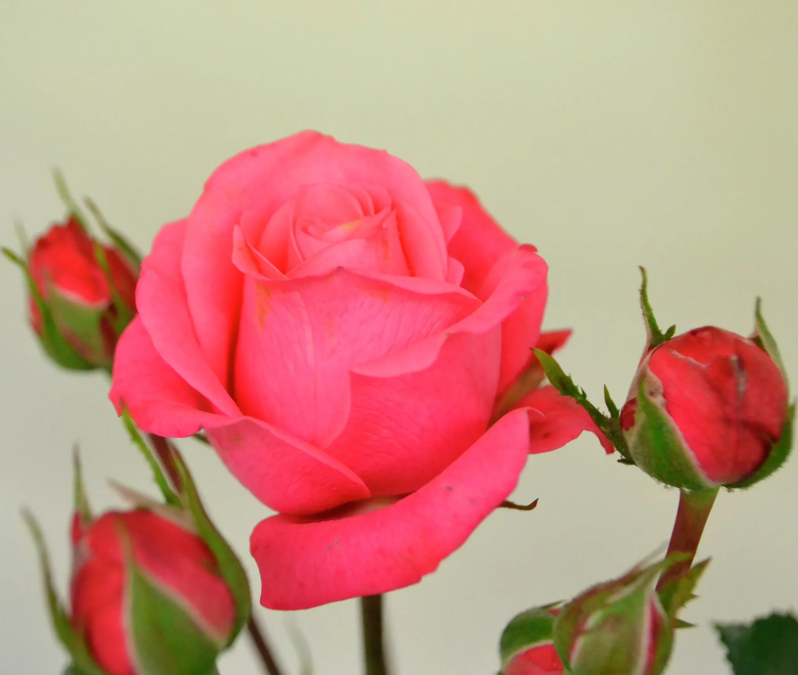 Flerblommig Buskros 'Bella Rosa' 'Korwonder' Barrotad