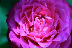 Flerblommig Buskros 'Berleburg' 'Poulbella' Barrotad