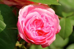 Flerblommig Buskros 'Berleburg' 'Poulbella' Barrotad