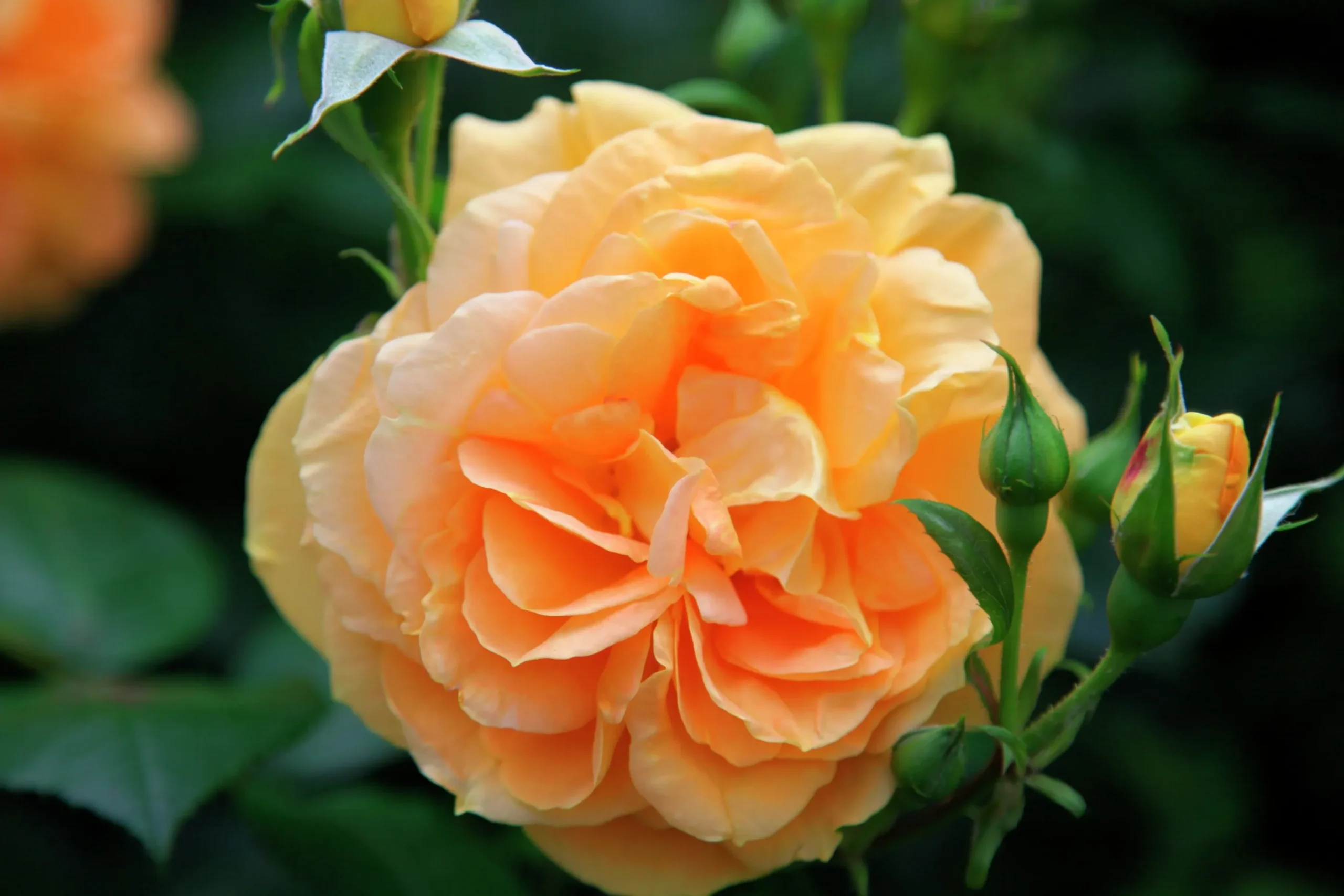 Flerblommig Buskros 'Bernstein-Rose' 'Taneitber' Barrotad