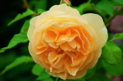 Flerblommig Buskros 'Bernstein-Rose' 'Taneitber' Barrotad