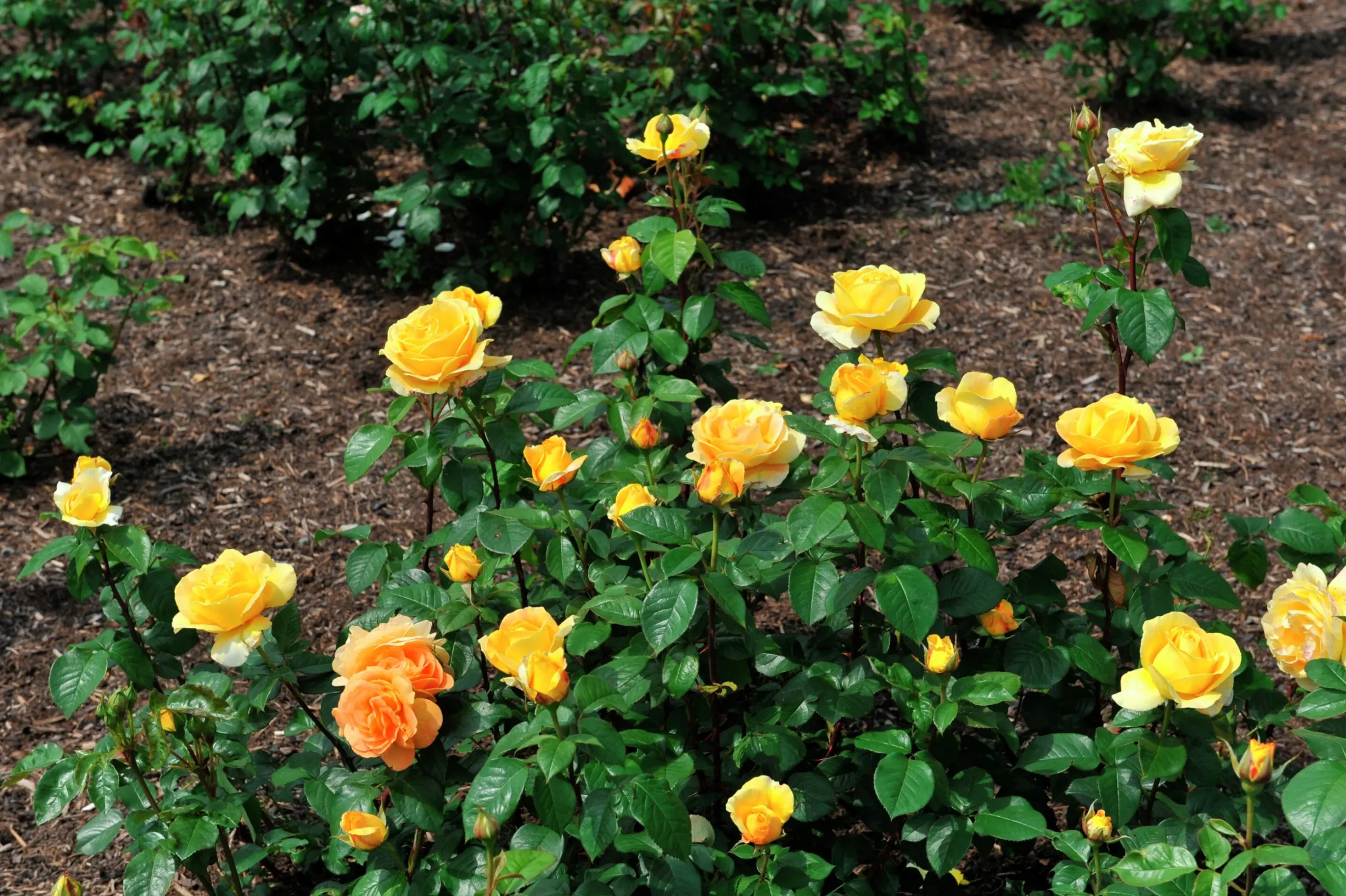 Flerblommig Buskros 'Bernstein-Rose' 'Taneitber' Barrotad