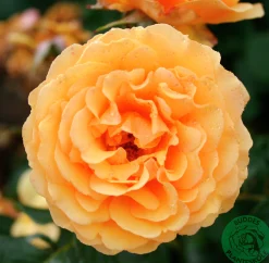 Flerblommig Buskros 'Bernstein-Rose' 'Taneitber' Barrotad
