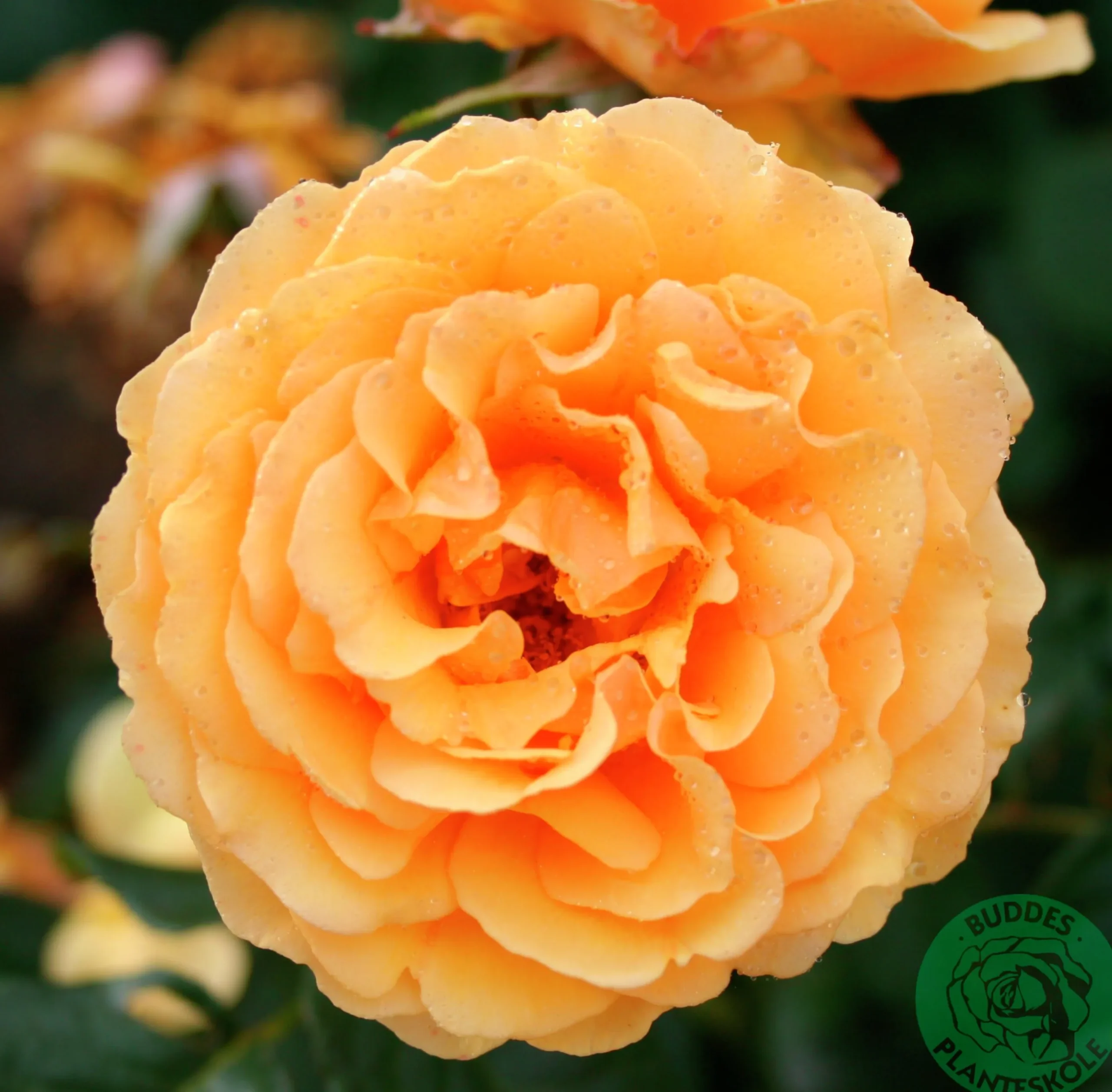 Flerblommig Buskros 'Bernstein-Rose' 'Taneitber' Barrotad