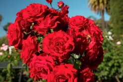 Flerblommig Buskros 'Europeana' Barrotad