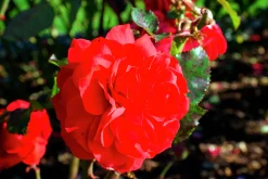Flerblommig Buskros 'Europeana' Barrotad