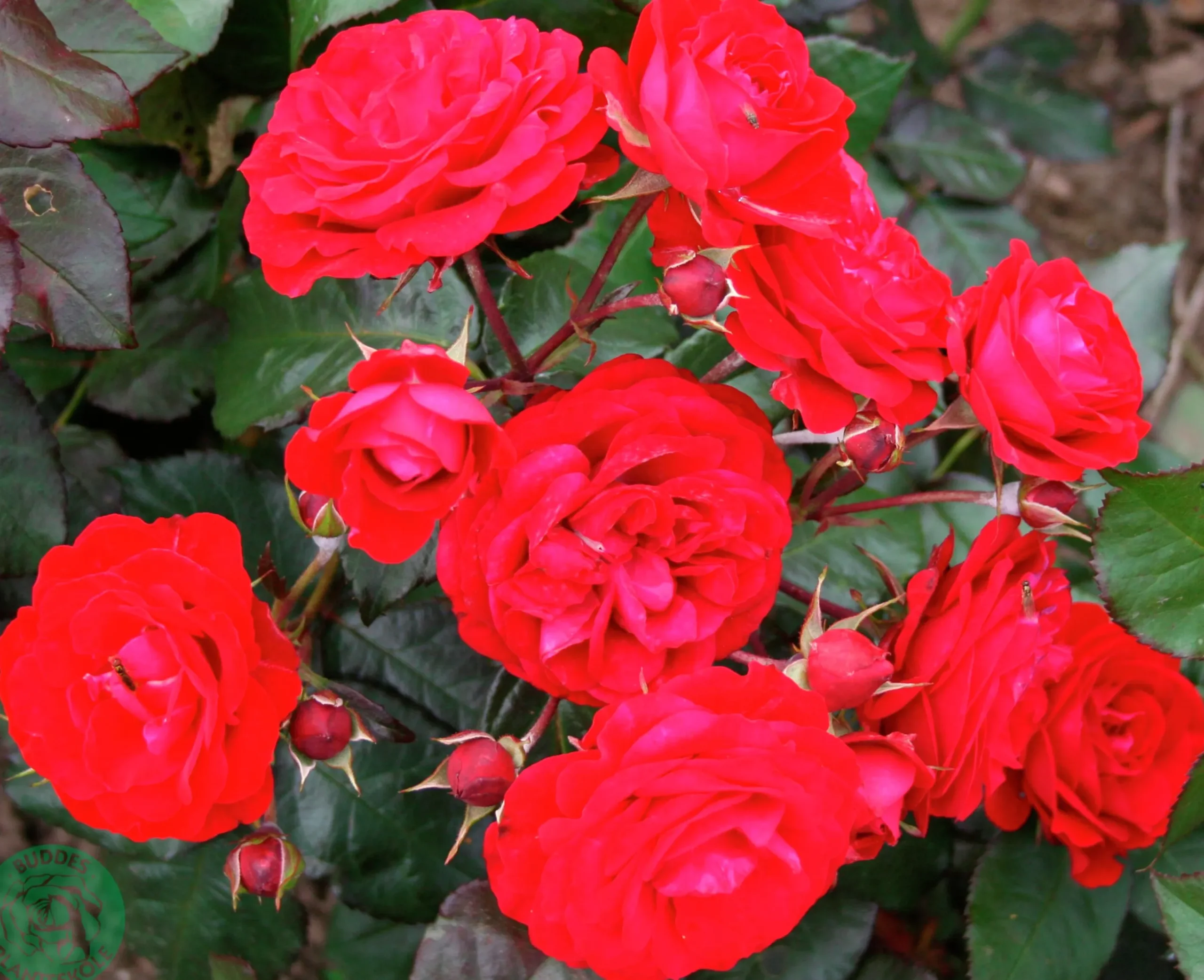 Flerblommig Buskros 'Europeana' Barrotad