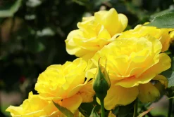 Flerblommig Buskros 'Friesia' 'Korresia' Barrotad