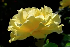 Flerblommig Buskros 'Friesia' 'Korresia' Barrotad