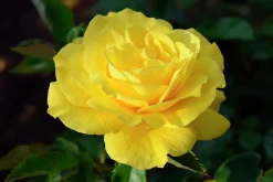 Flerblommig Buskros 'Friesia' 'Korresia' Barrotad