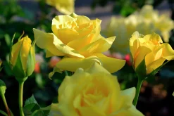 Flerblommig Buskros 'Friesia' 'Korresia' Barrotad