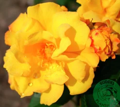 Flerblommig Buskros 'Goldmarie' 'Korfalt' Barrotad