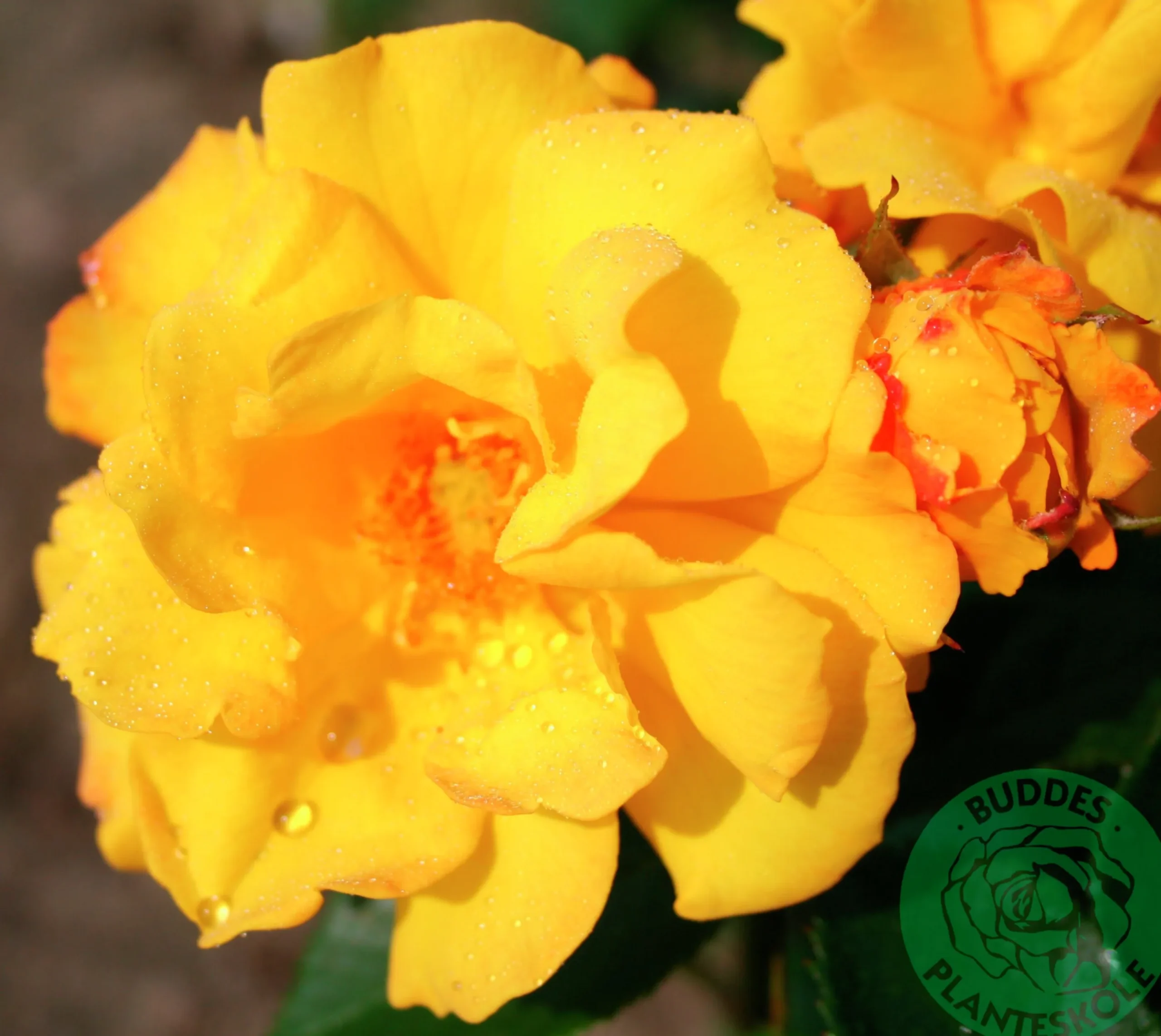 Flerblommig Buskros 'Goldmarie' 'Korfalt' Barrotad