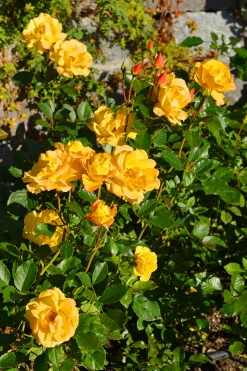 Flerblommig Buskros 'Goldmarie' 'Korfalt' Barrotad