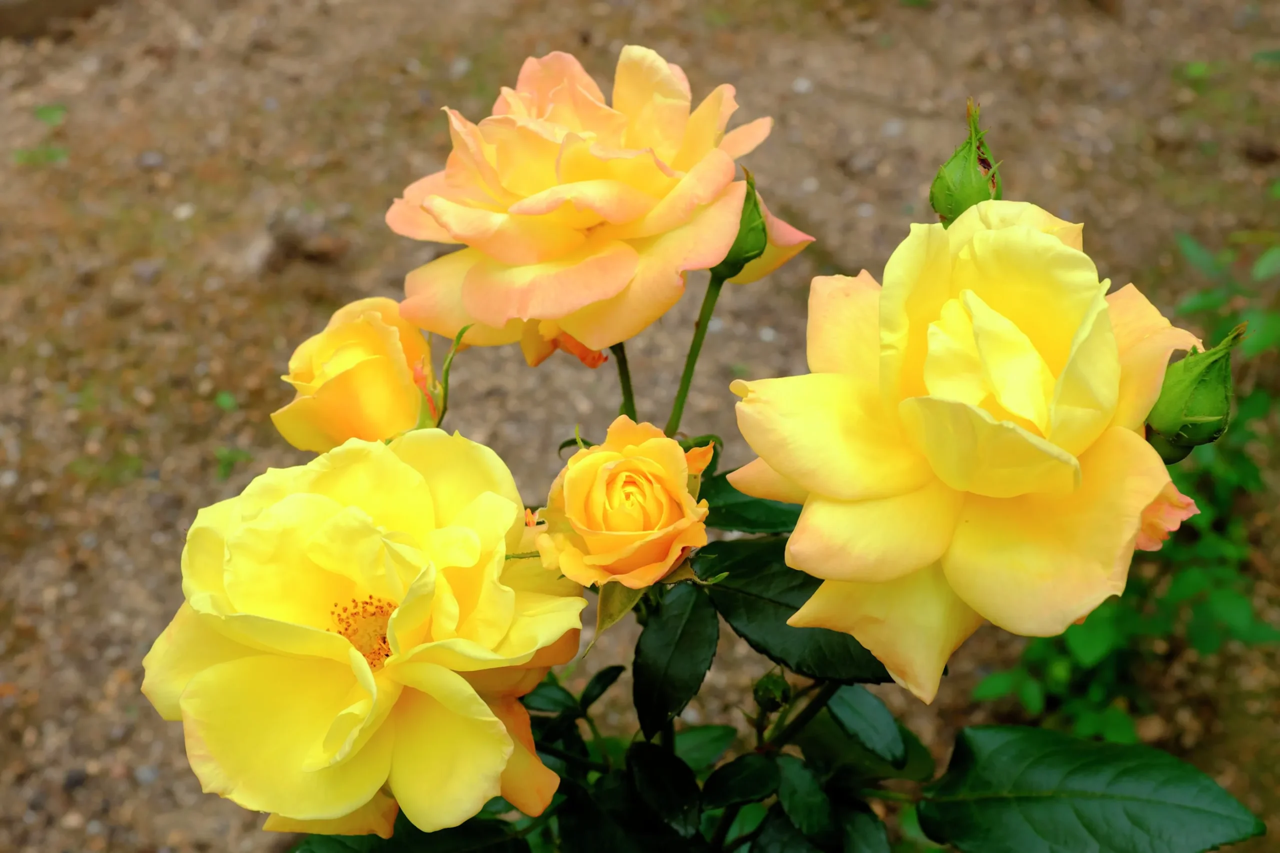 Flerblommig Buskros 'Goldmarie' 'Korfalt' Barrotad