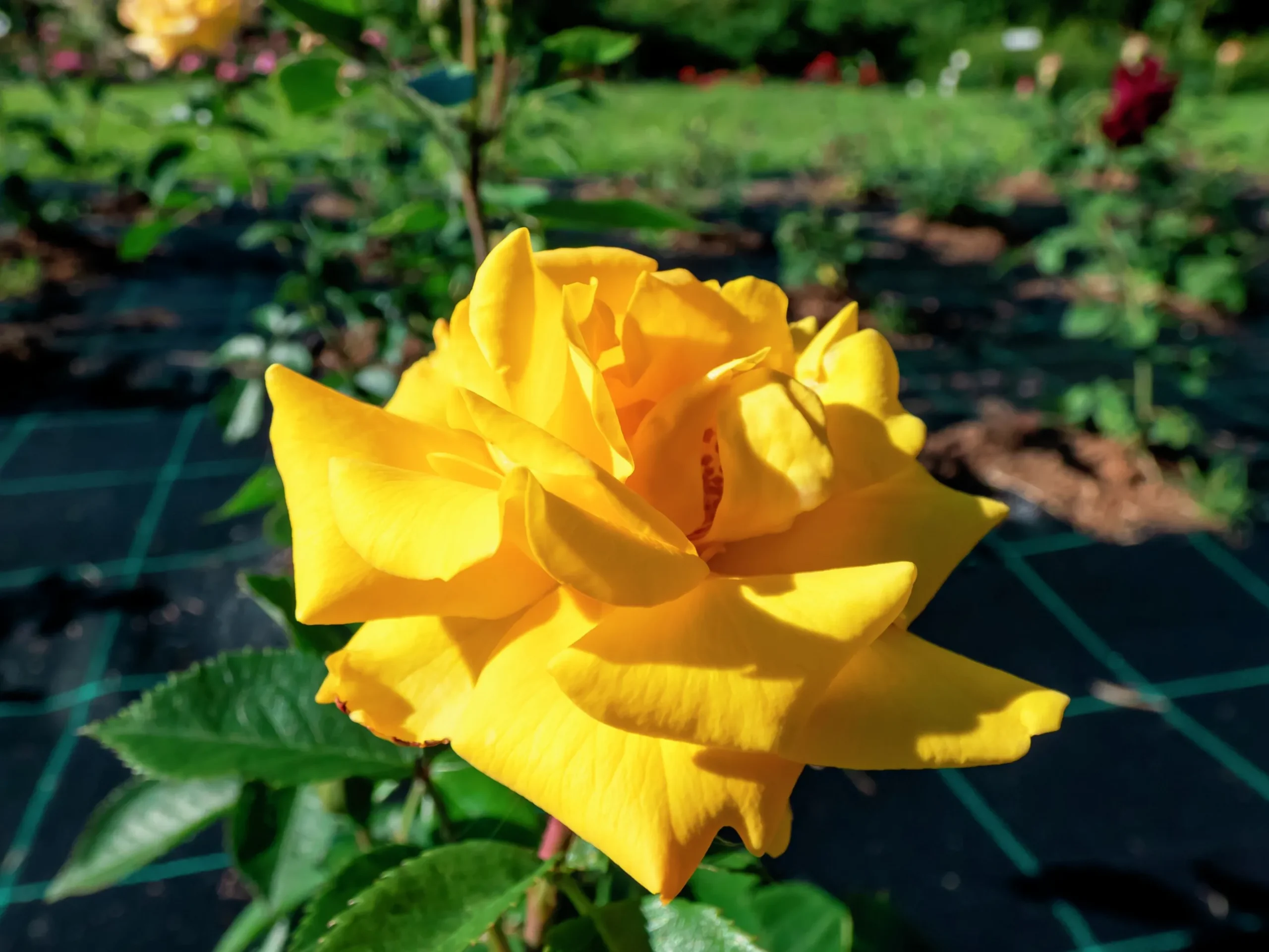 Flerblommig Buskros 'Goldmarie' 'Korfalt' Barrotad