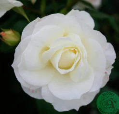 Flerblommig Buskros 'Gråsten' 'Poulfeld' Barrotad