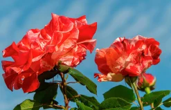 Flerblommig Buskros 'Hanky Panky' 'Wektorcent' Barrotad