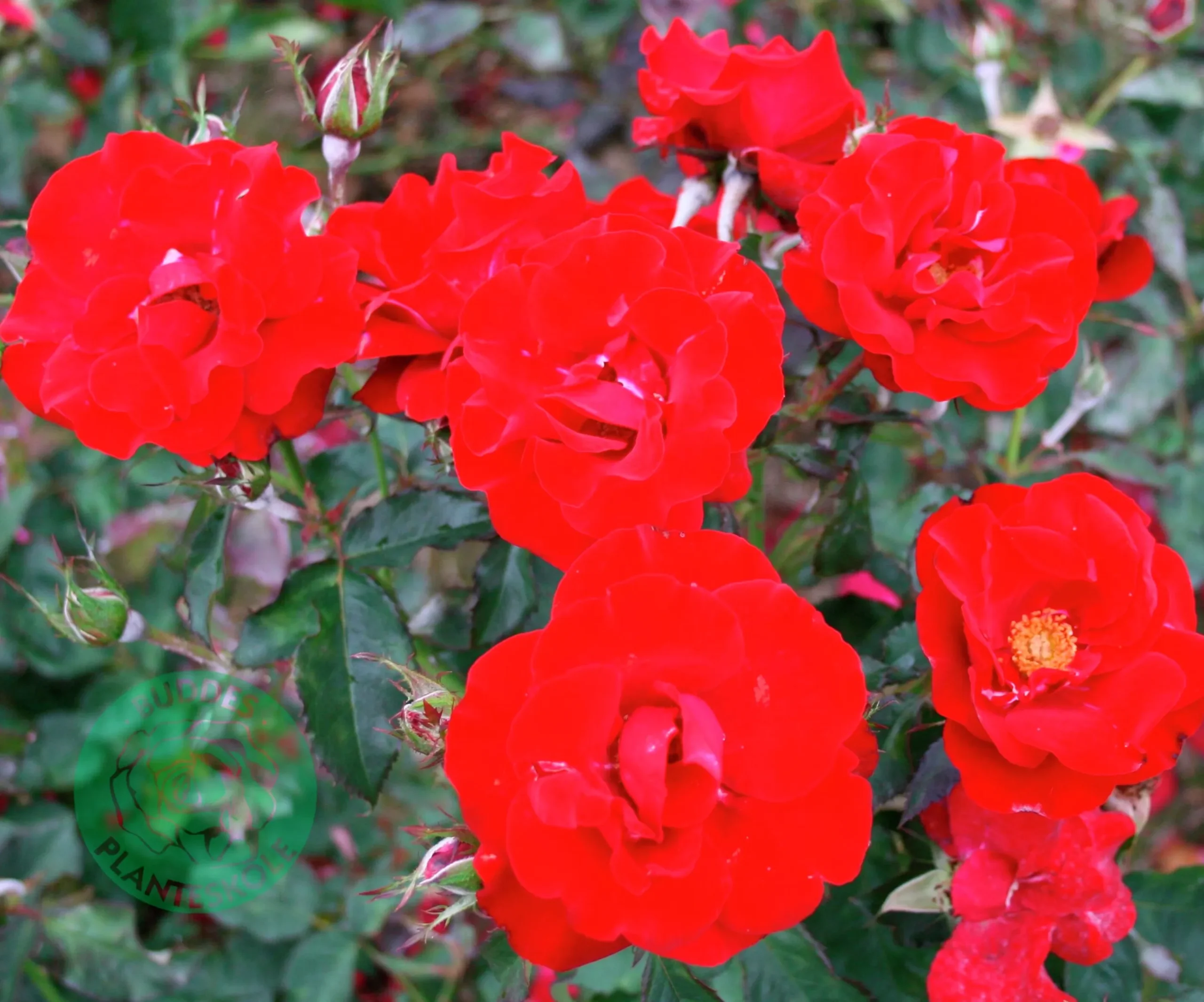 Flerblommig Buskros 'H.C. Andersen' 'Poulander' Barrotad