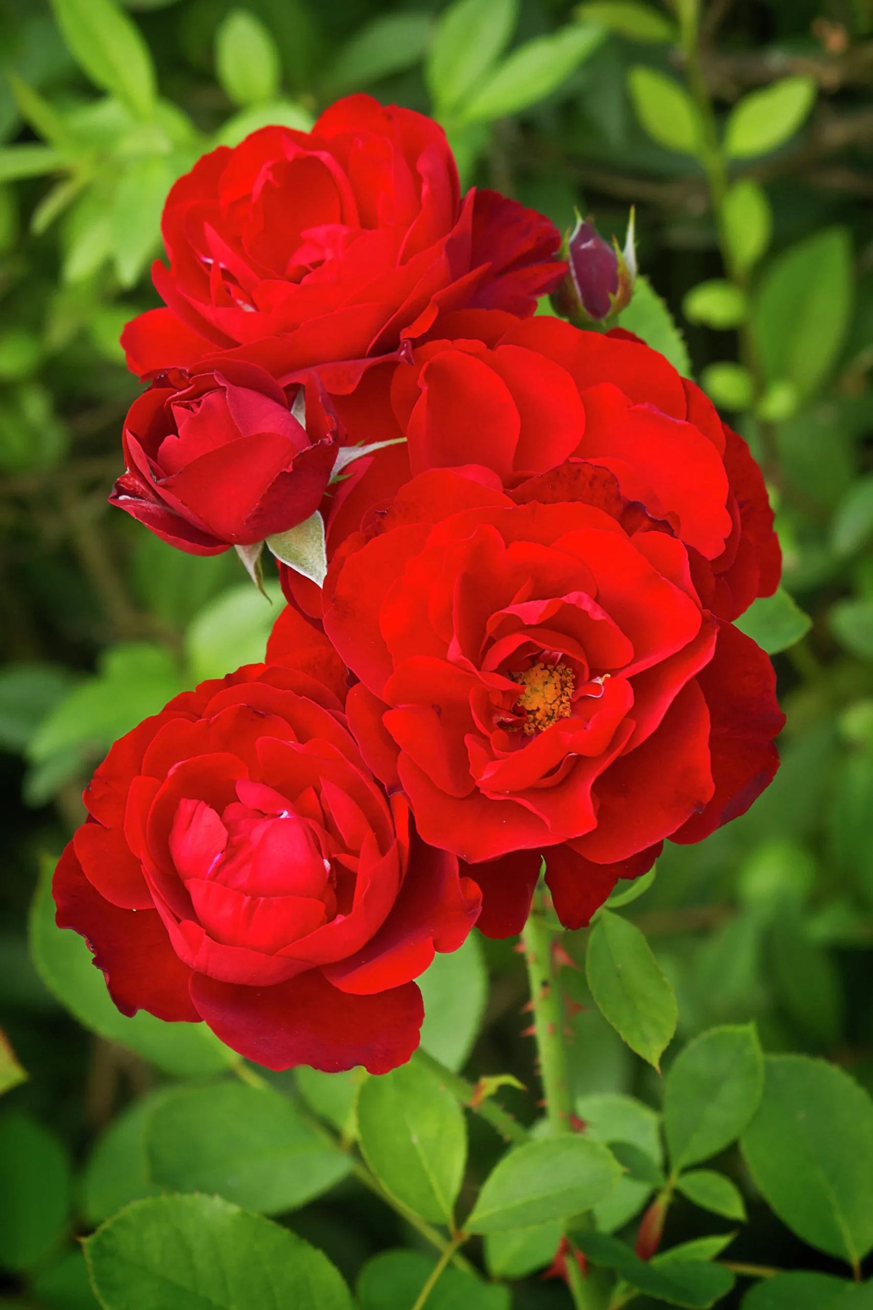 Flerblommig Buskros 'H.C. Andersen' 'Poulander' Barrotad