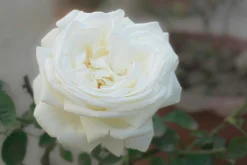 Flerblommig Buskros 'La Paloma 85' 'Tanamola' Barrotad
