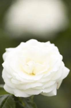 Flerblommig Buskros 'La Paloma 85' 'Tanamola' Barrotad