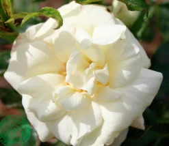Flerblommig Buskros 'La Paloma 85' 'Tanamola' Barrotad